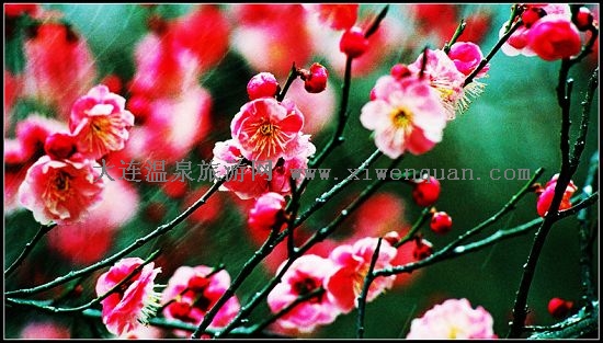 2009÷ɽι(ji)411_(ki)Ļ